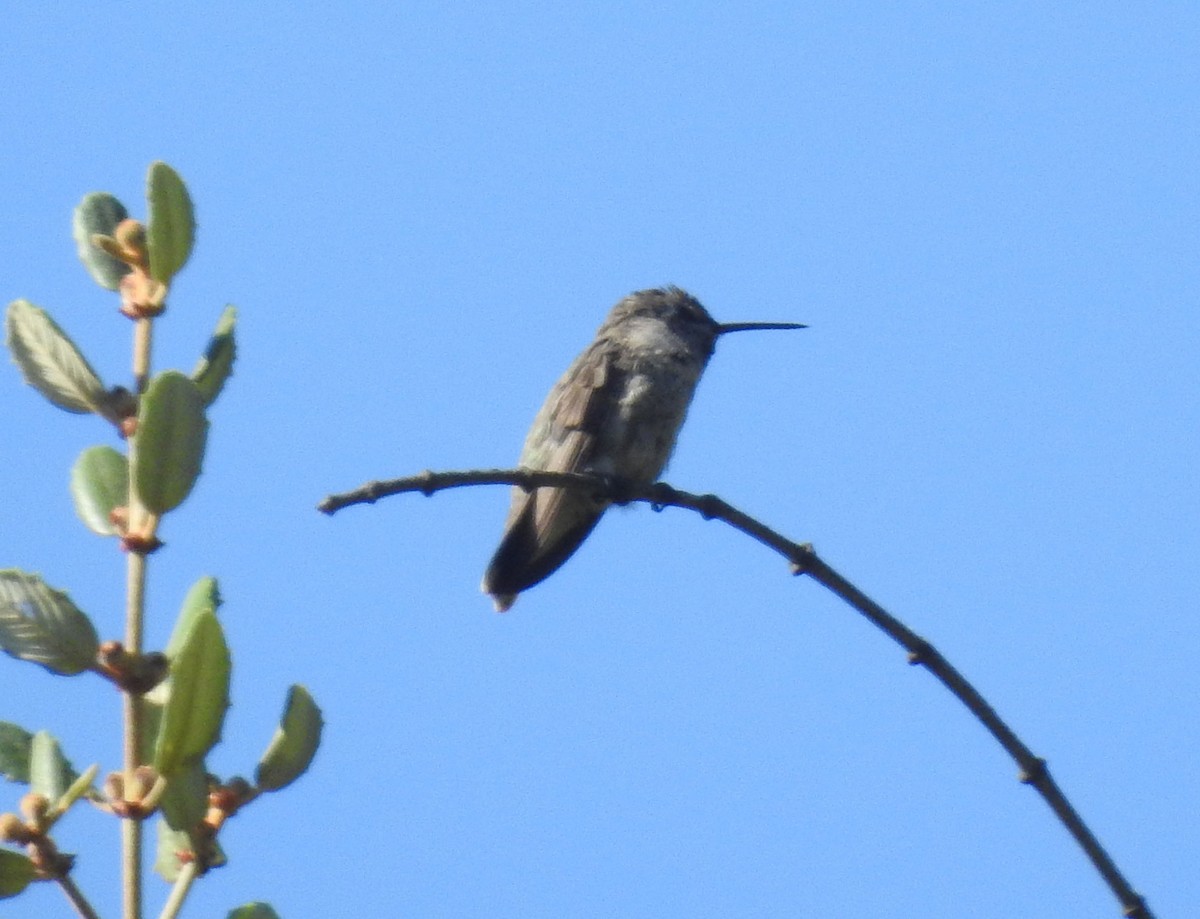 Costa's Hummingbird - ML246037521
