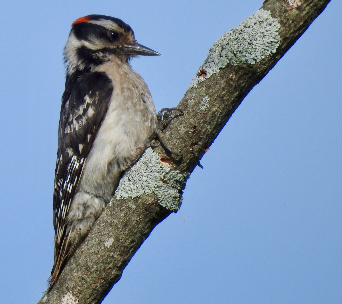 Hairy Woodpecker - ML246040671