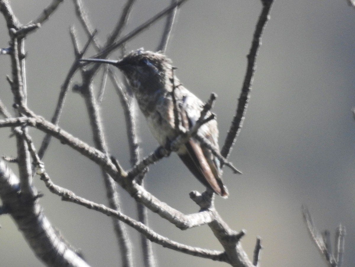 hummingbird sp. - ML246040841