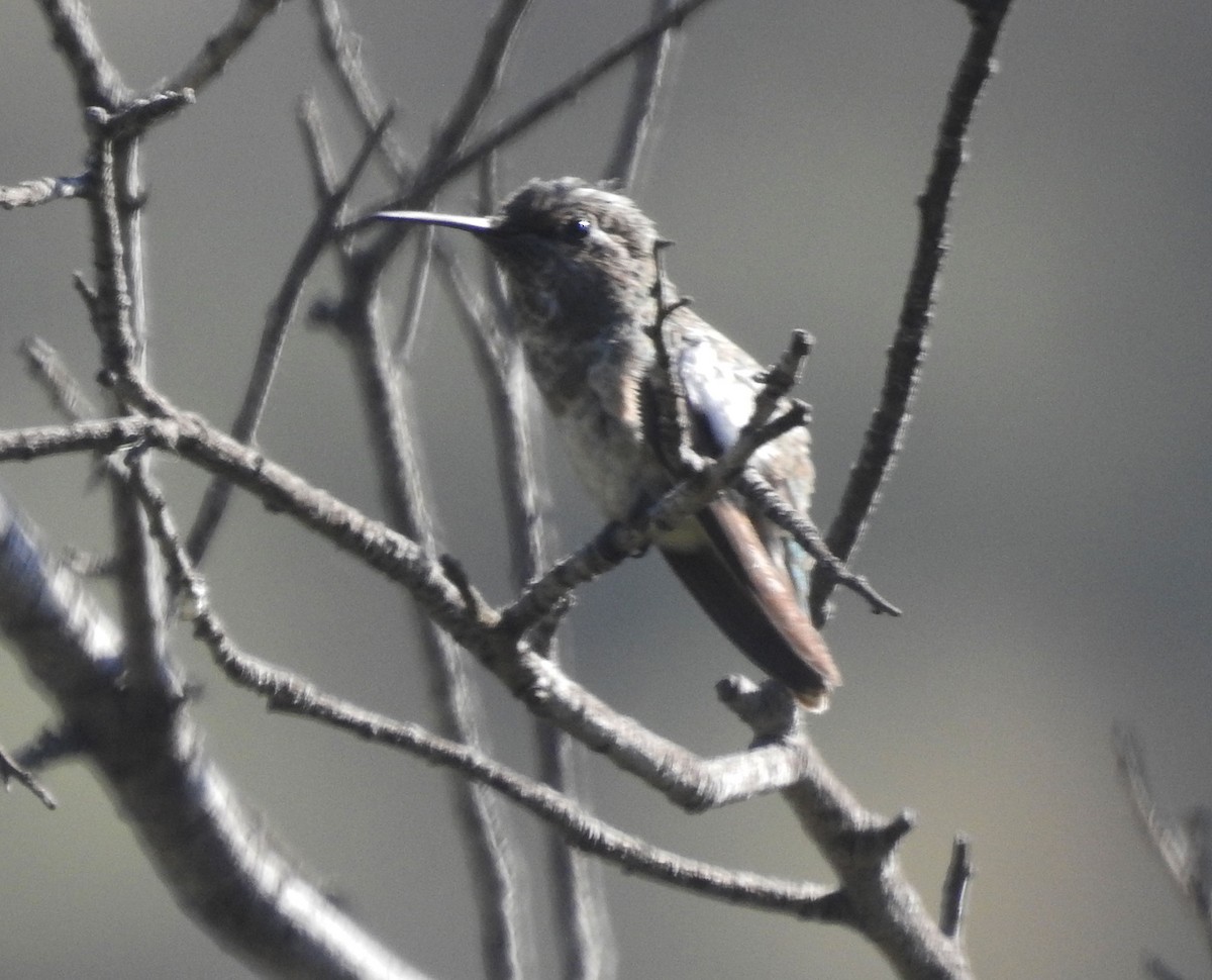 hummingbird sp. - ML246040871