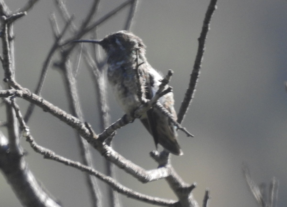 hummingbird sp. - ML246040881