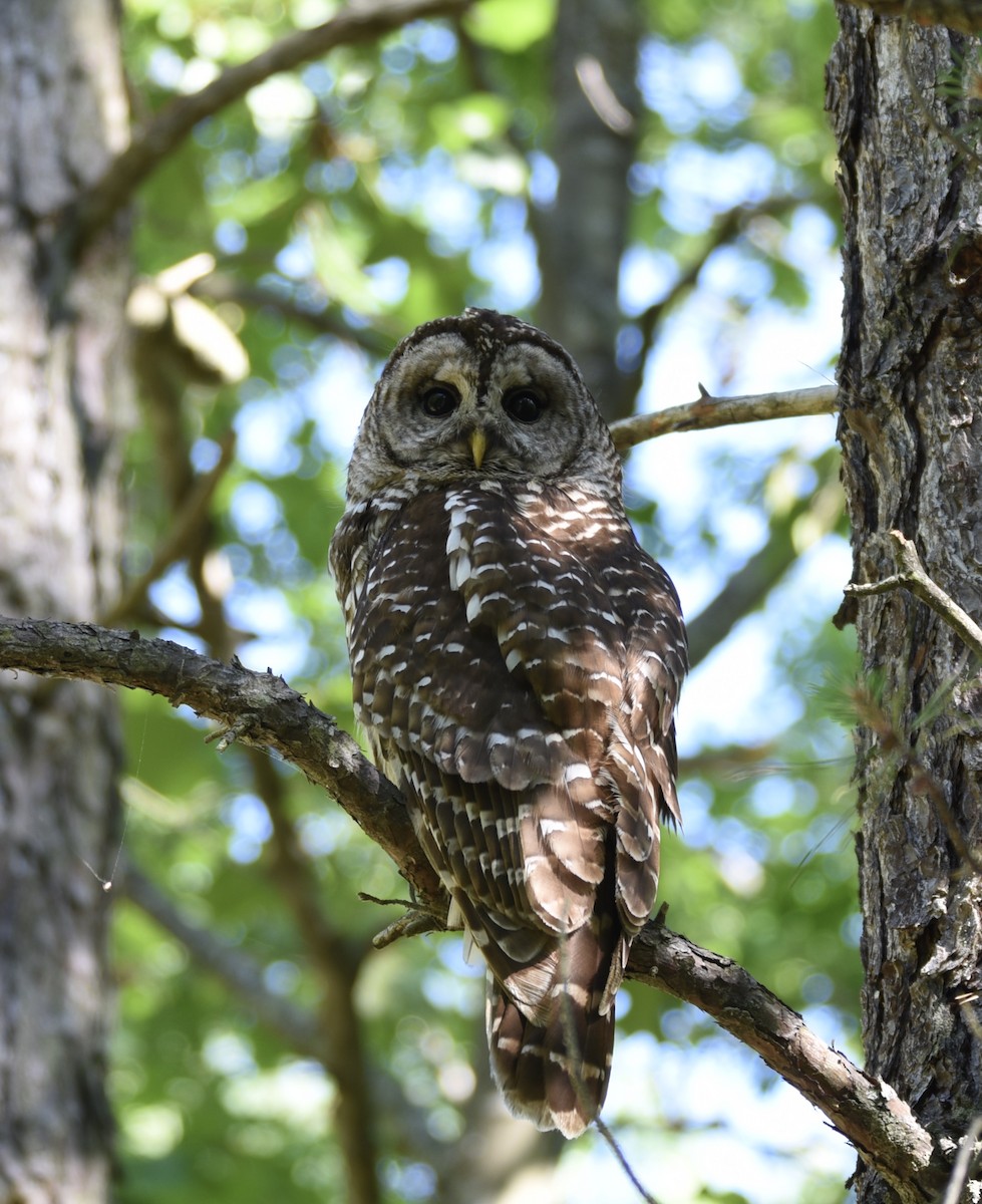 Barred Owl - ML246041511