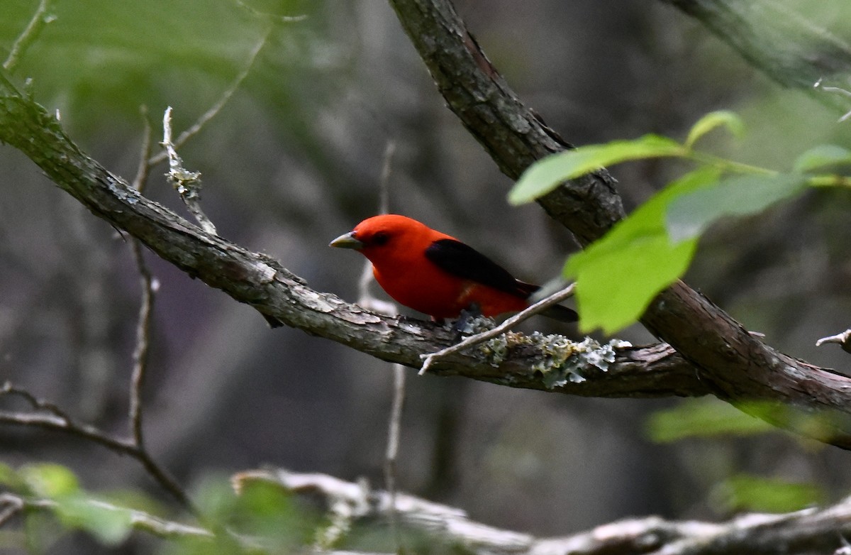 Scarlet Tanager - ML246041881