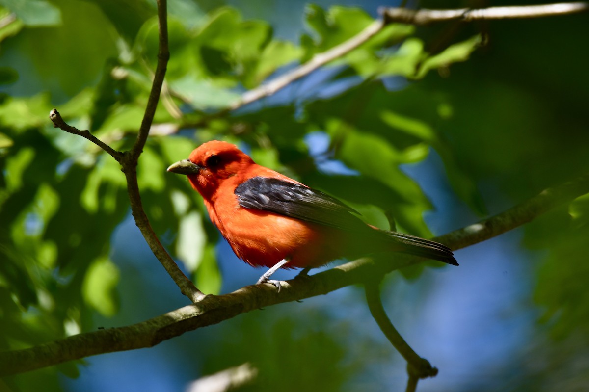 Scarlet Tanager - ML246041921