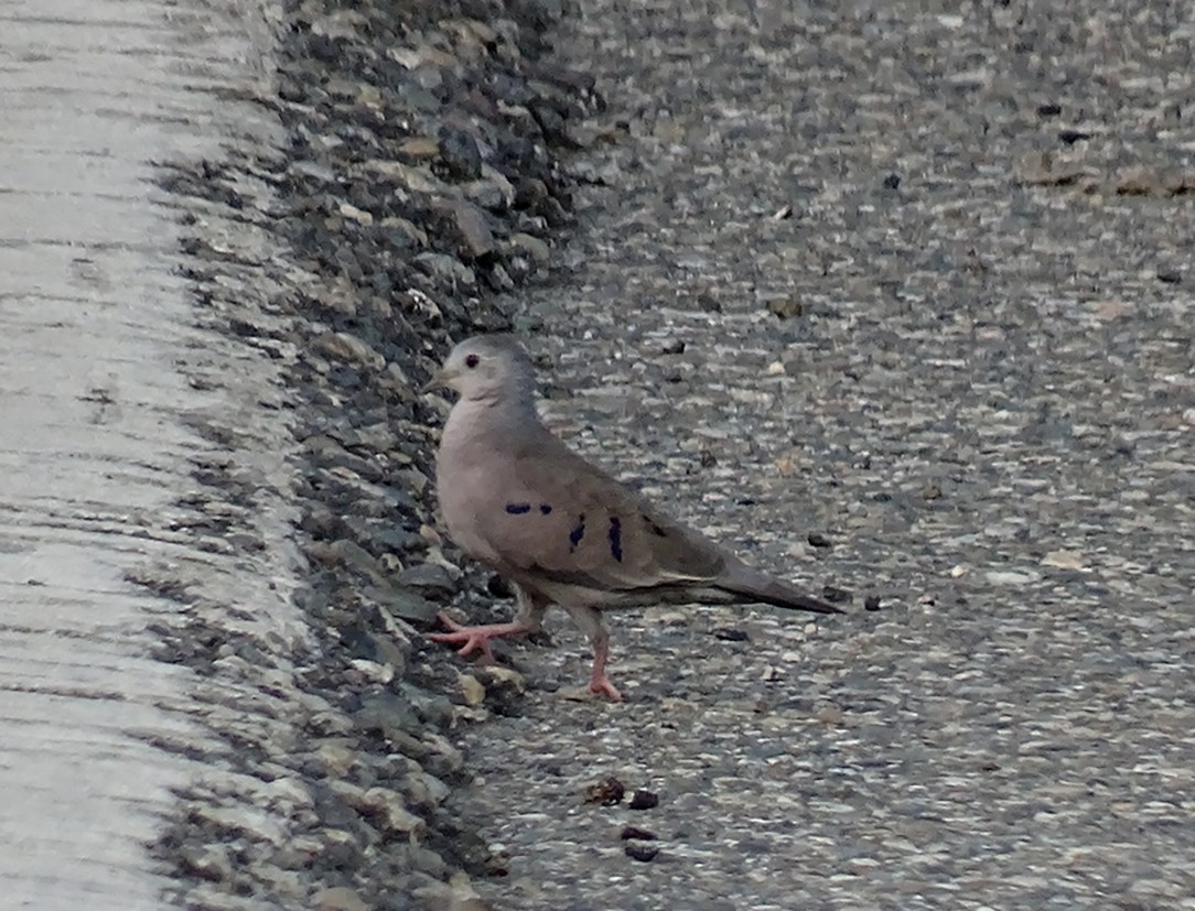 Plain-breasted Ground Dove - ML246050831