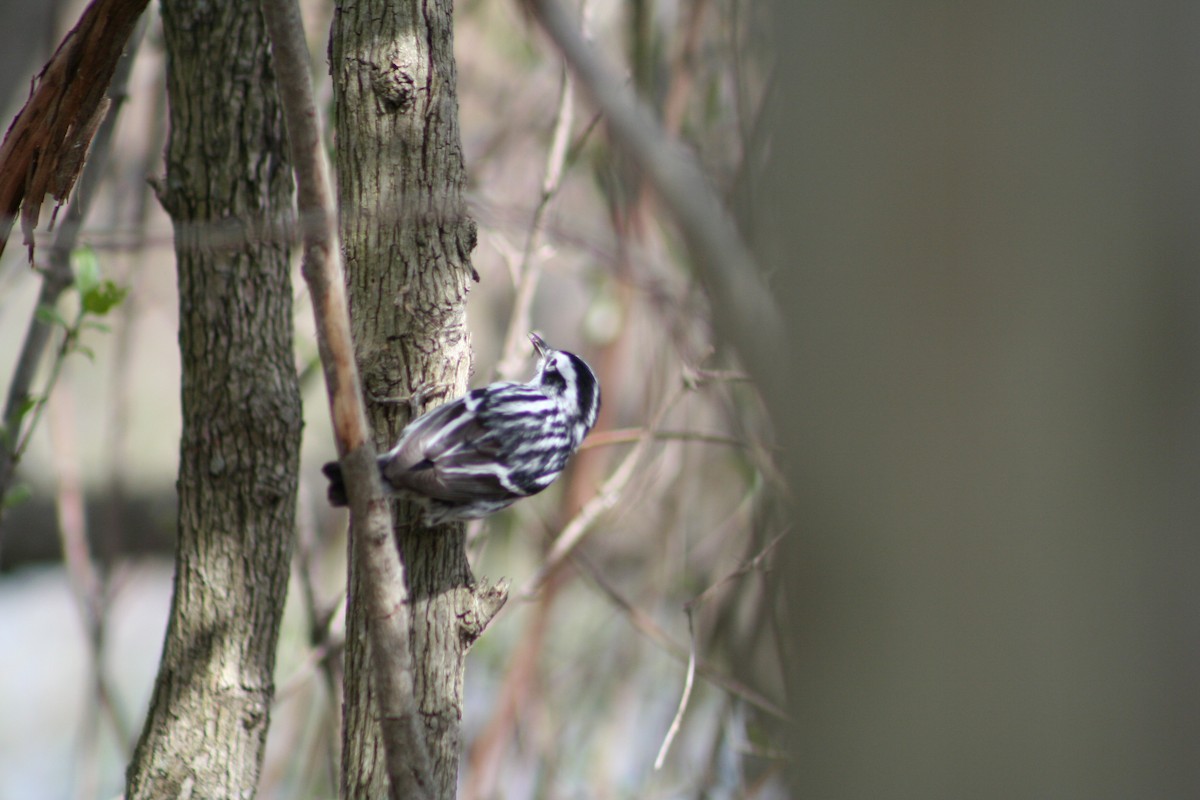 Black-and-white Warbler - ML24605121