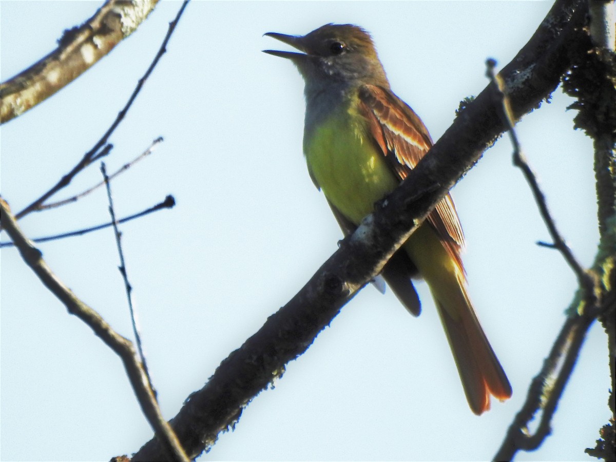 Great Crested Flycatcher - ML246053241
