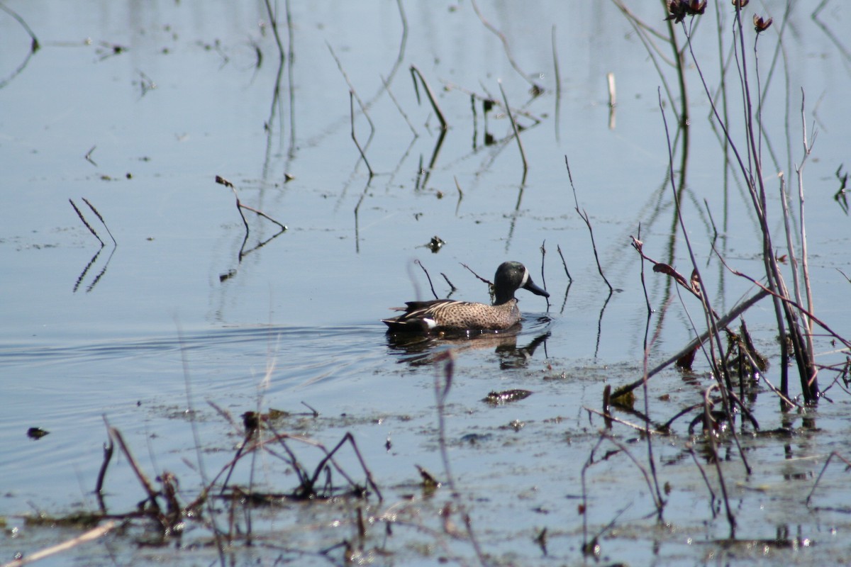 Blue-winged Teal - ML24605521
