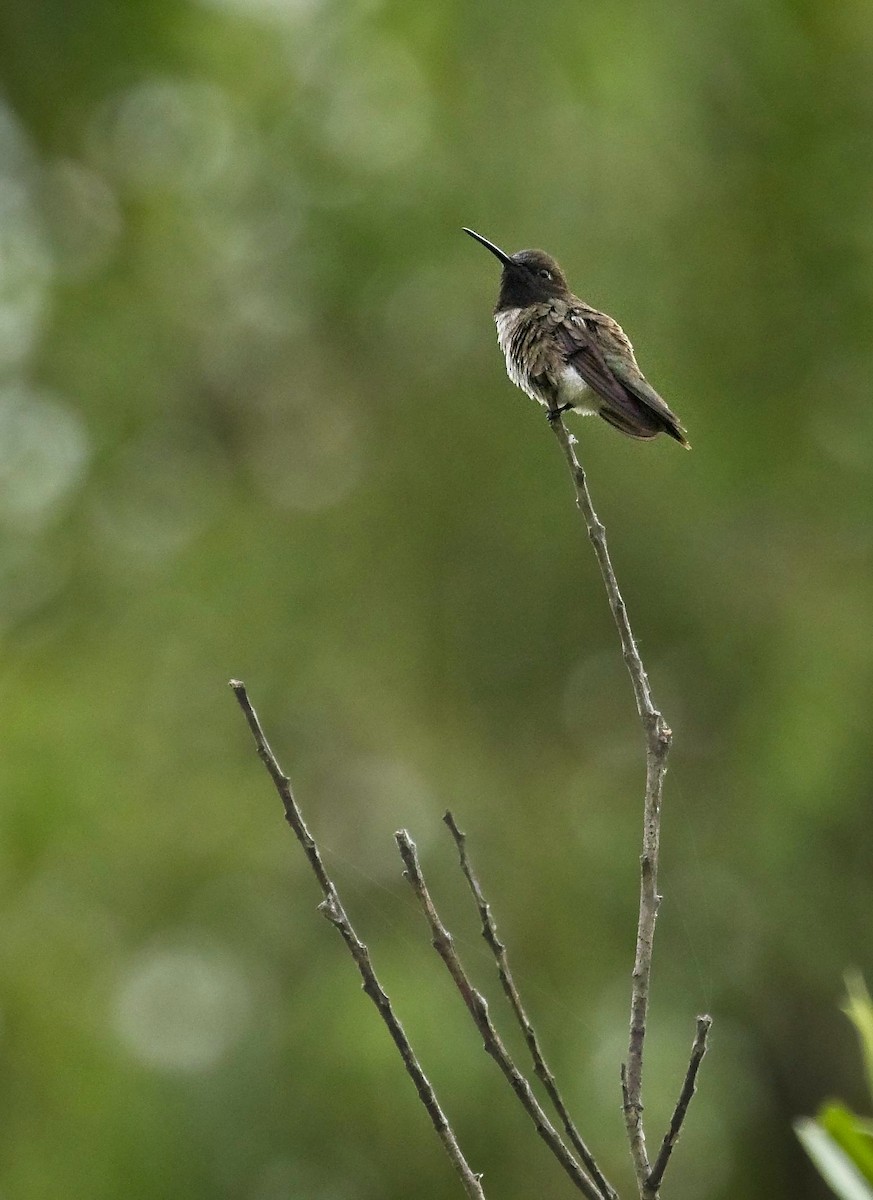 Black-chinned Hummingbird - ML246055481