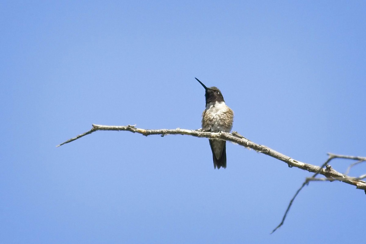 Black-chinned Hummingbird - Christopher Adler