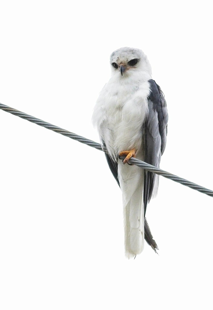 White-tailed Kite - Christopher Adler