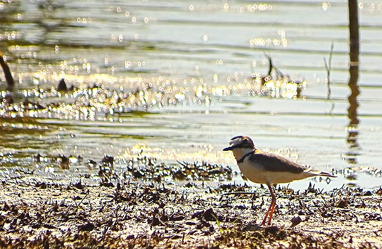 Collared Plover - ML246055971