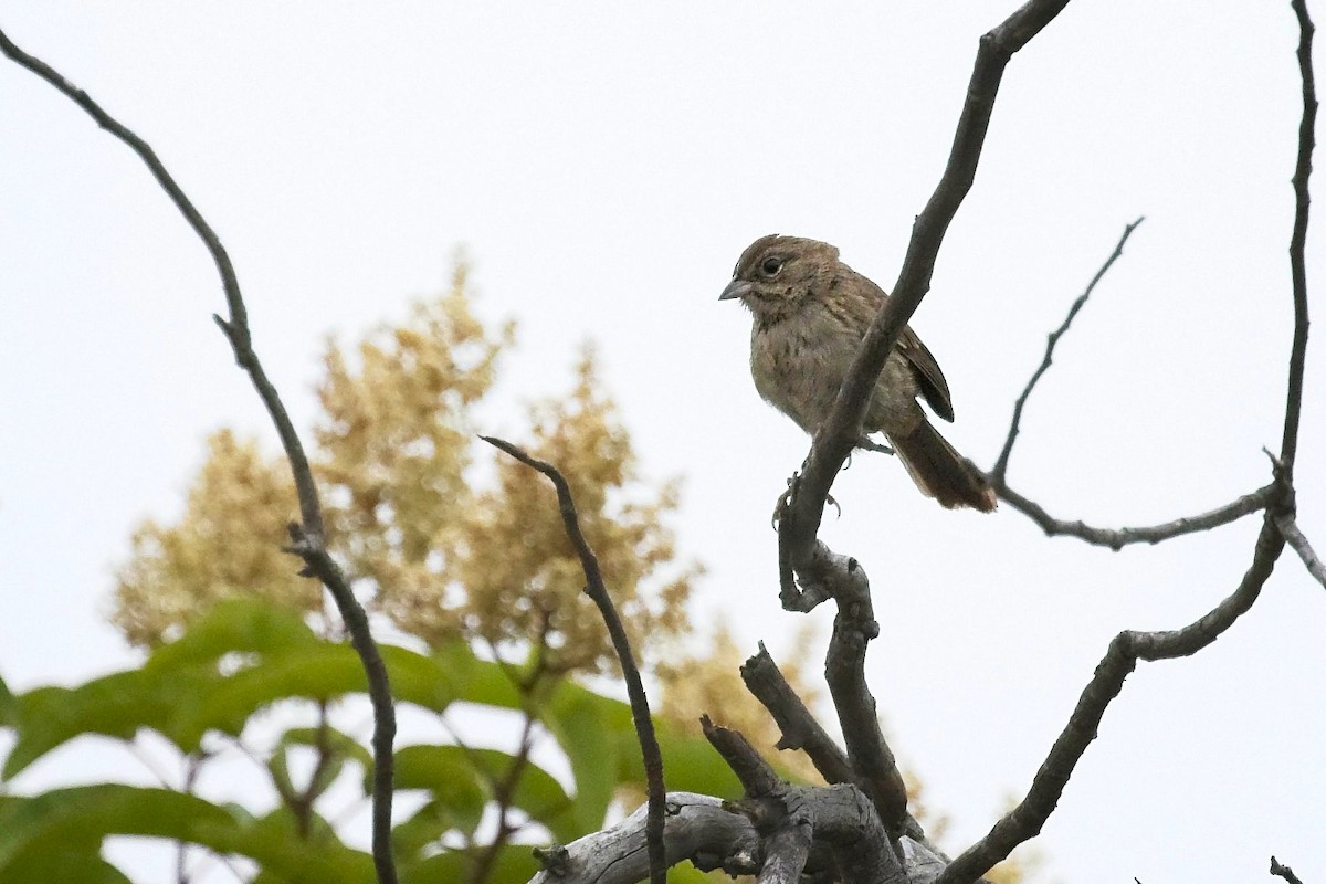 Rufous-crowned Sparrow - ML246056511
