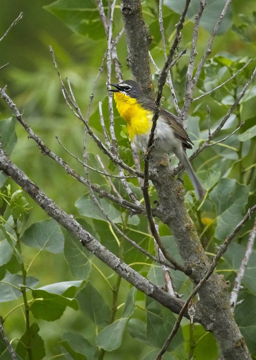 Yellow-breasted Chat - Christopher Adler