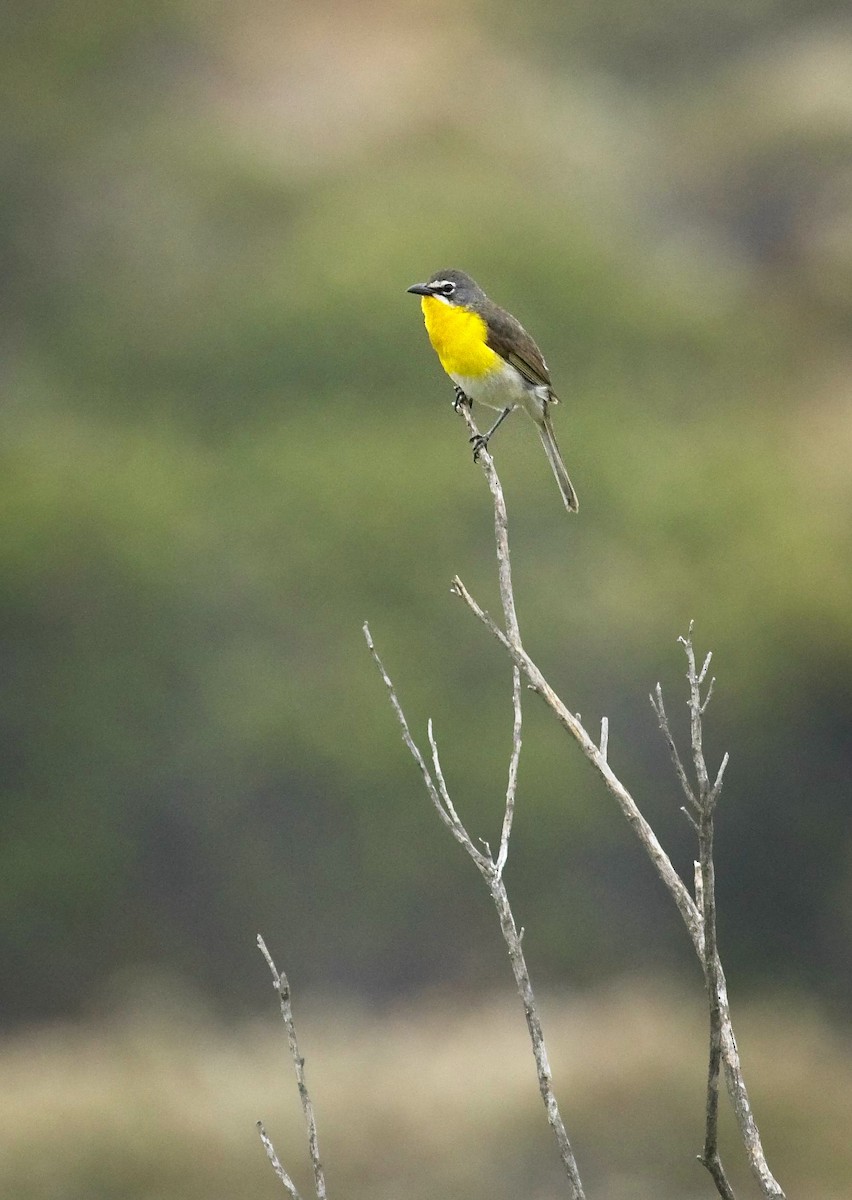 Yellow-breasted Chat - ML246056821