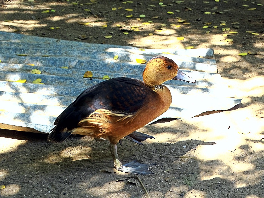 Fulvous Whistling-Duck - ML246060041