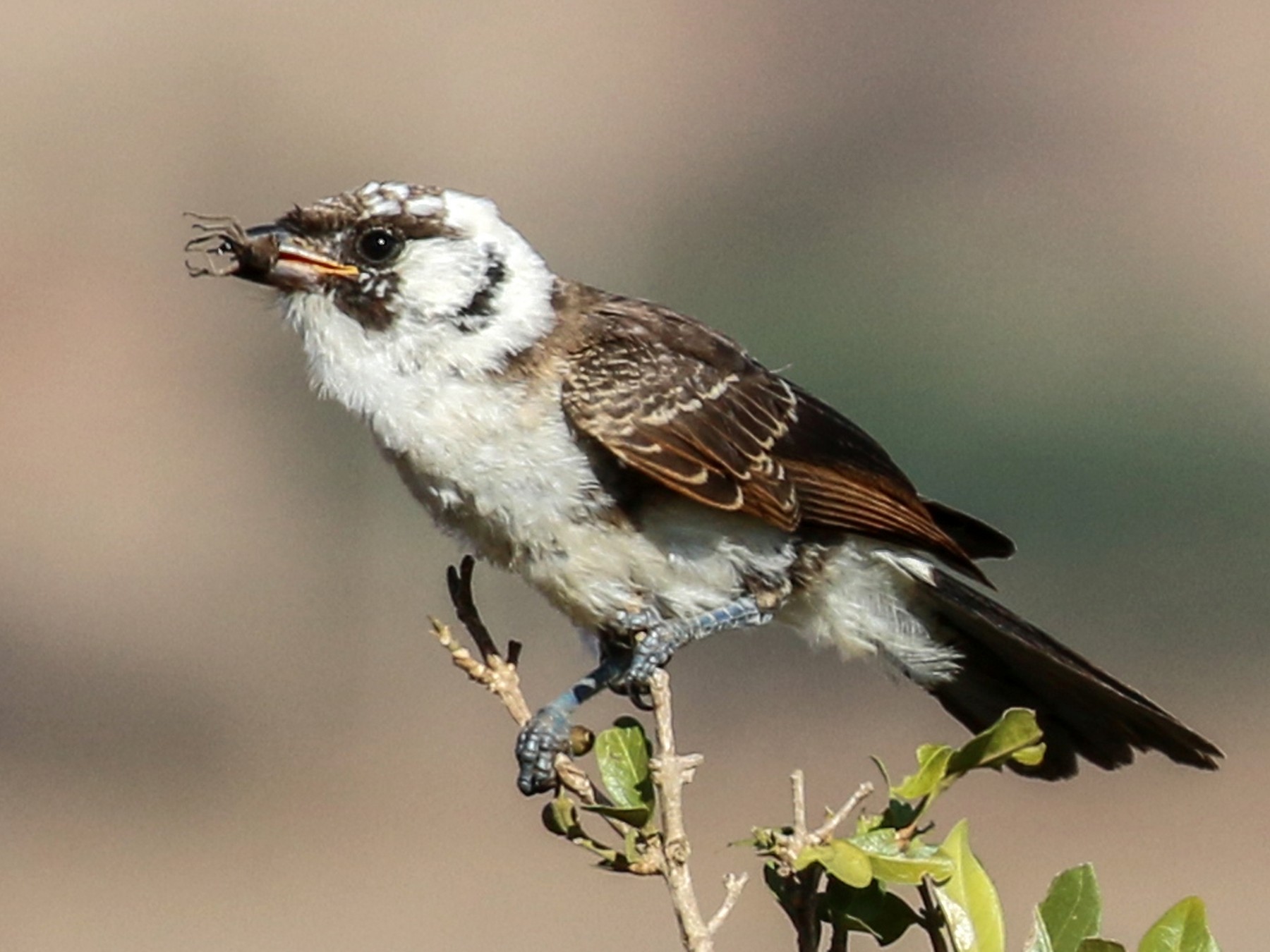 キタシロズキンヤブモズ Ebird