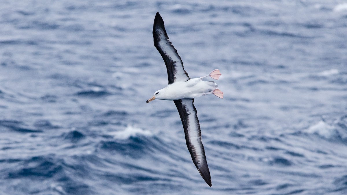Black-browed Albatross - ML246063121