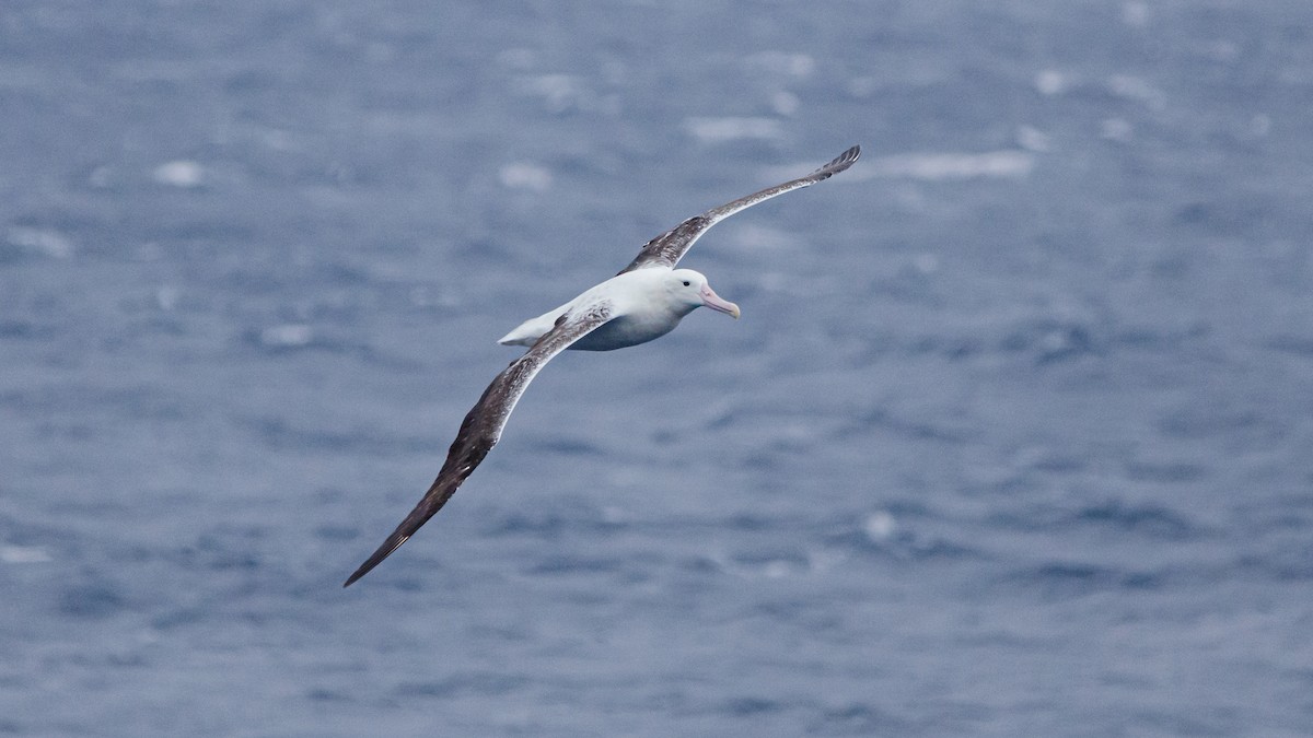 Northern/Southern Royal Albatross - ML246063131