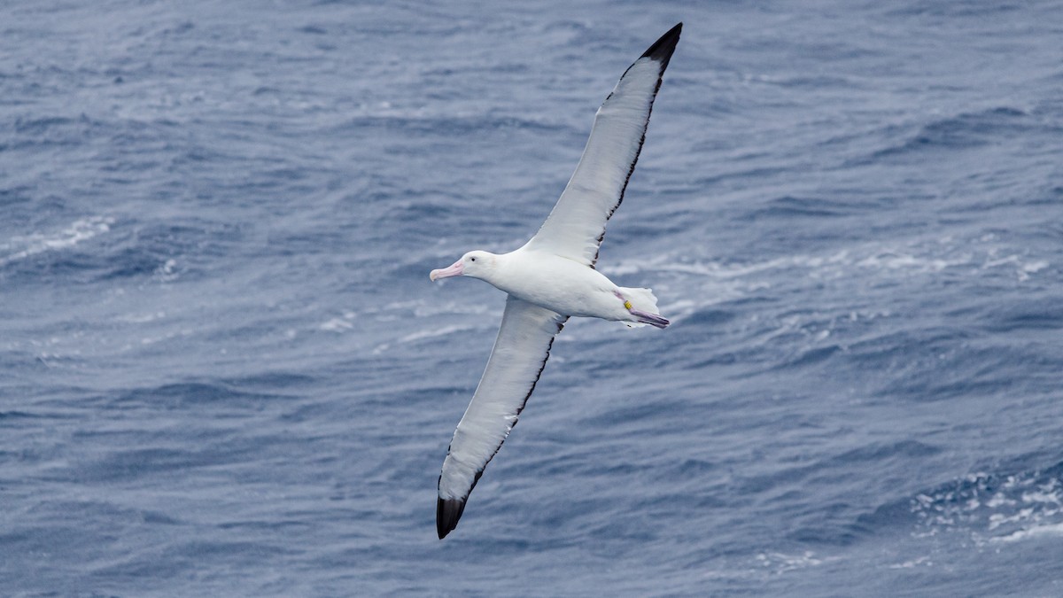 Tristan Albatross - ML246063271
