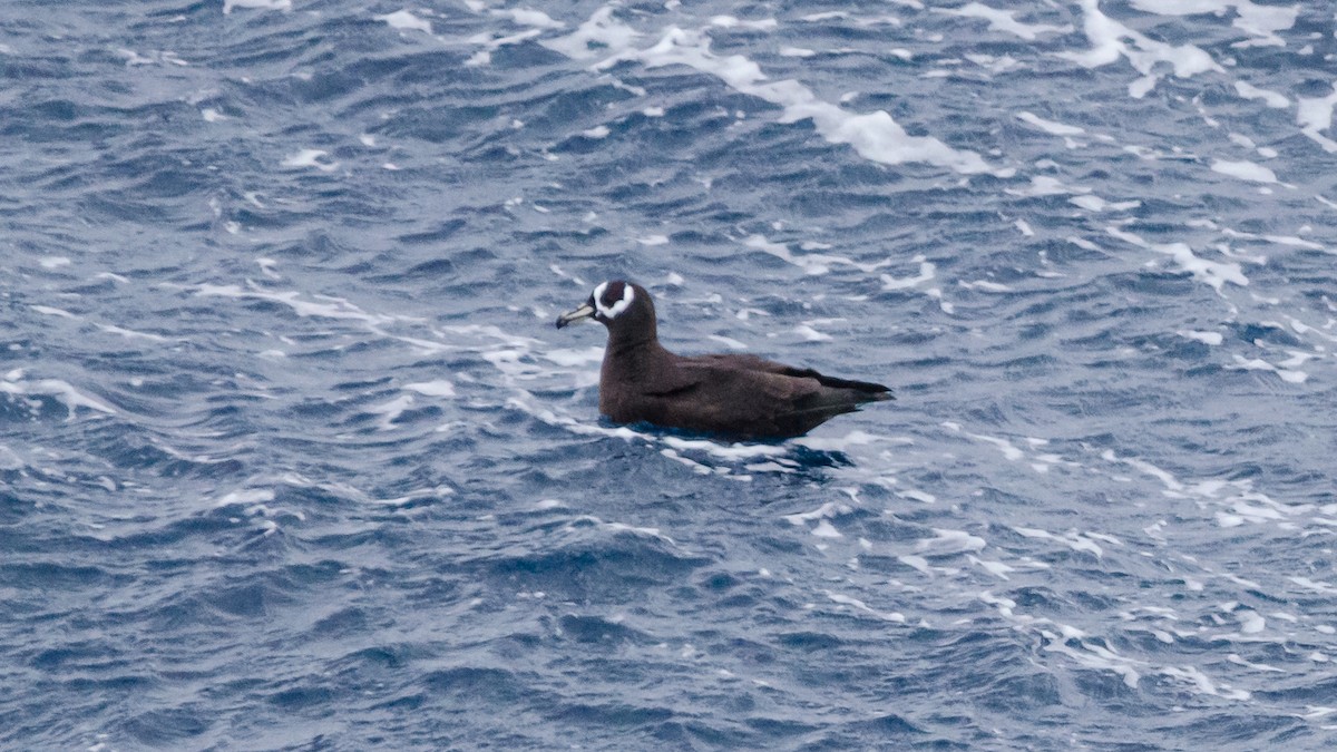 Spectacled Petrel - ML246063331