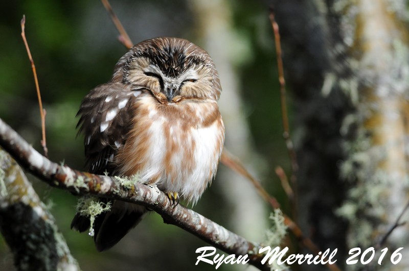 Northern Saw-whet Owl - Ryan Merrill