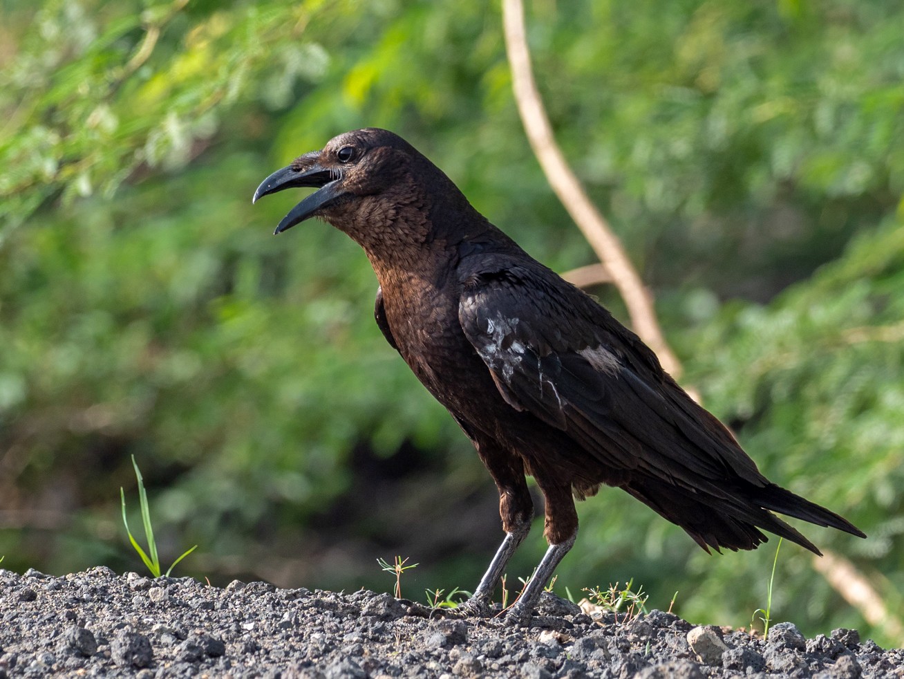 Somali Crow Ebird
