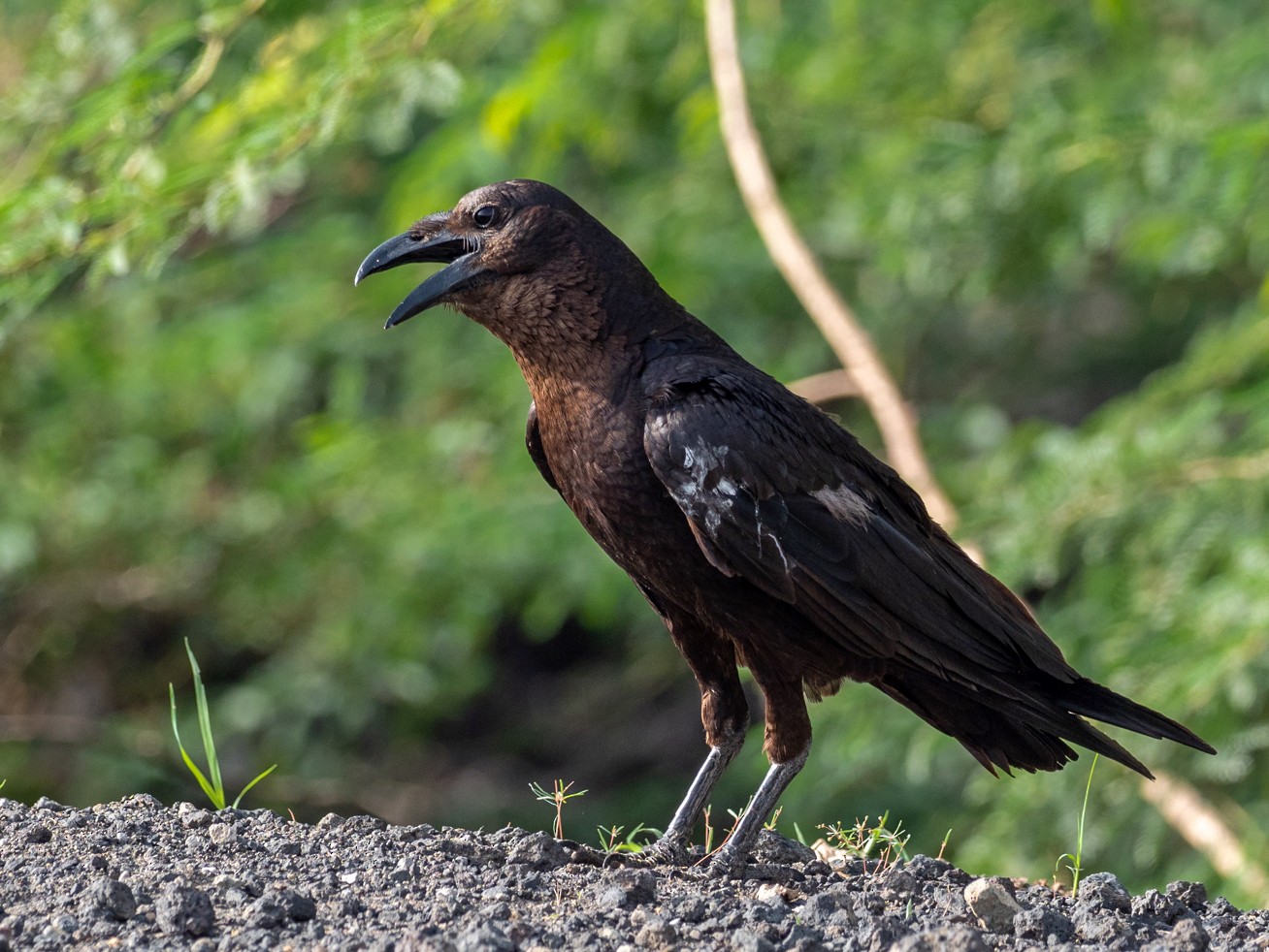 Somali Crow - Forest Botial-Jarvis