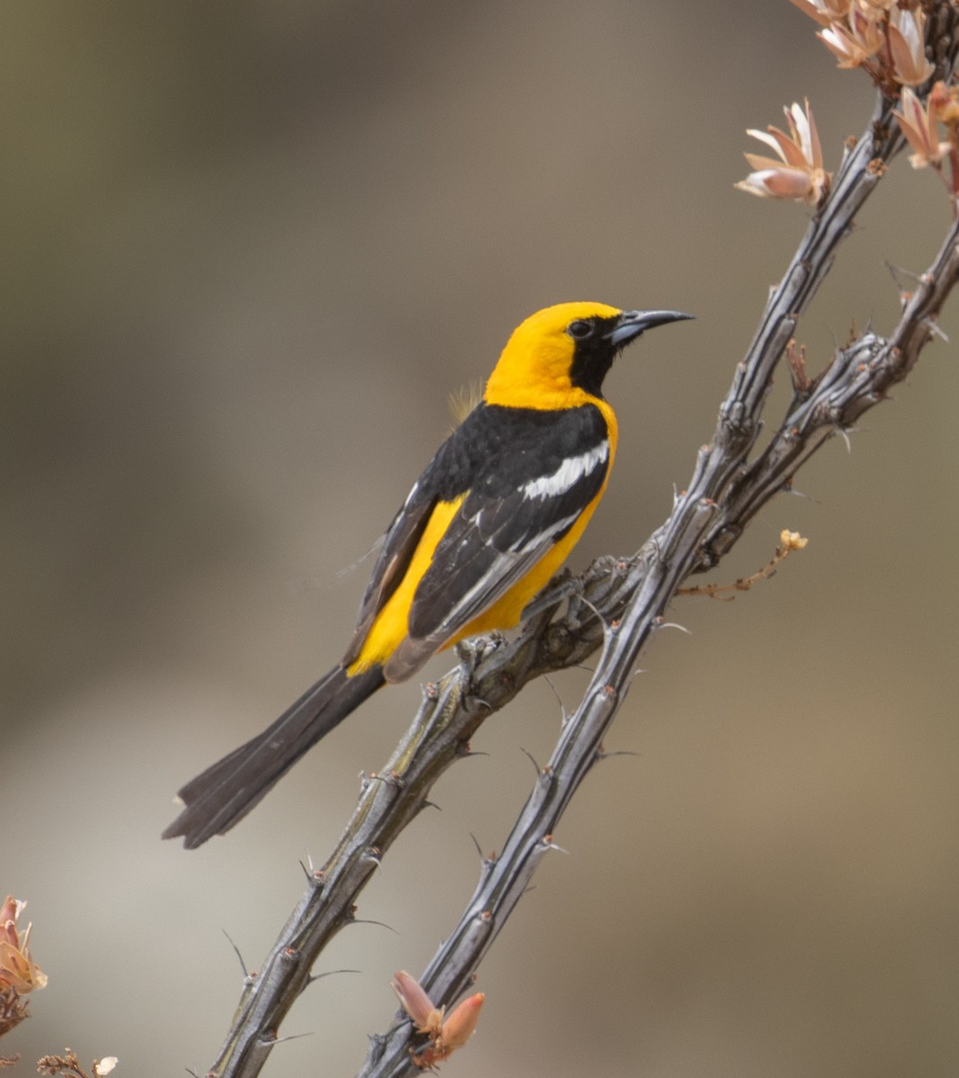 Hooded Oriole (nelsoni Group) - ML246067921