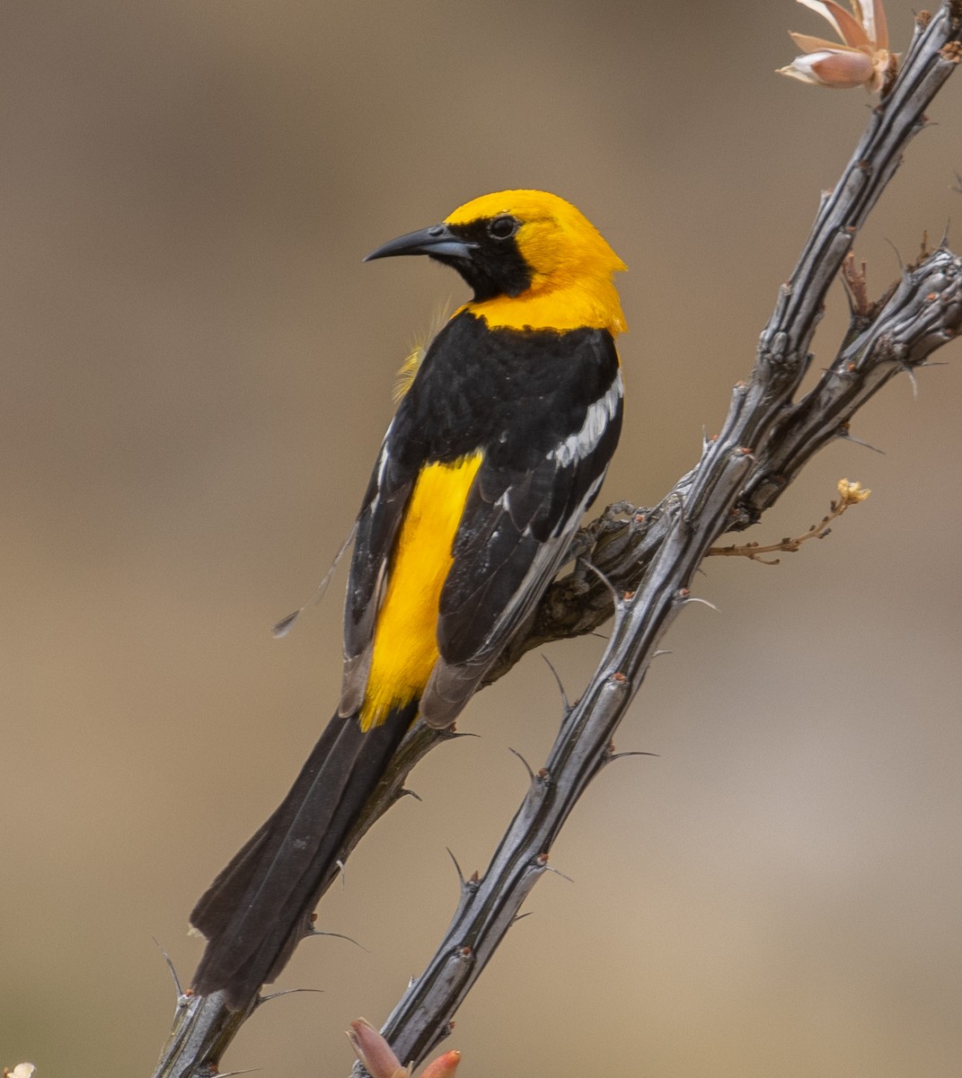 Hooded Oriole (nelsoni Group) - ML246067931
