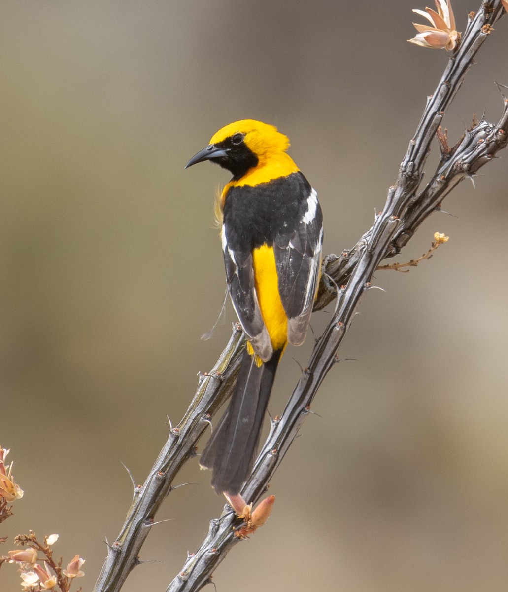 Hooded Oriole (nelsoni Group) - ML246067941