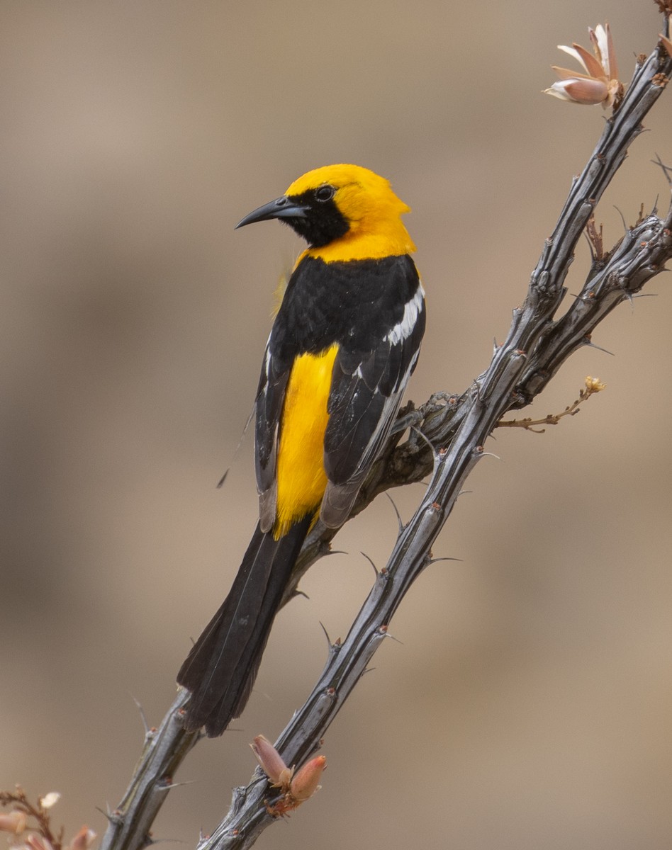 Hooded Oriole (nelsoni Group) - ML246067971