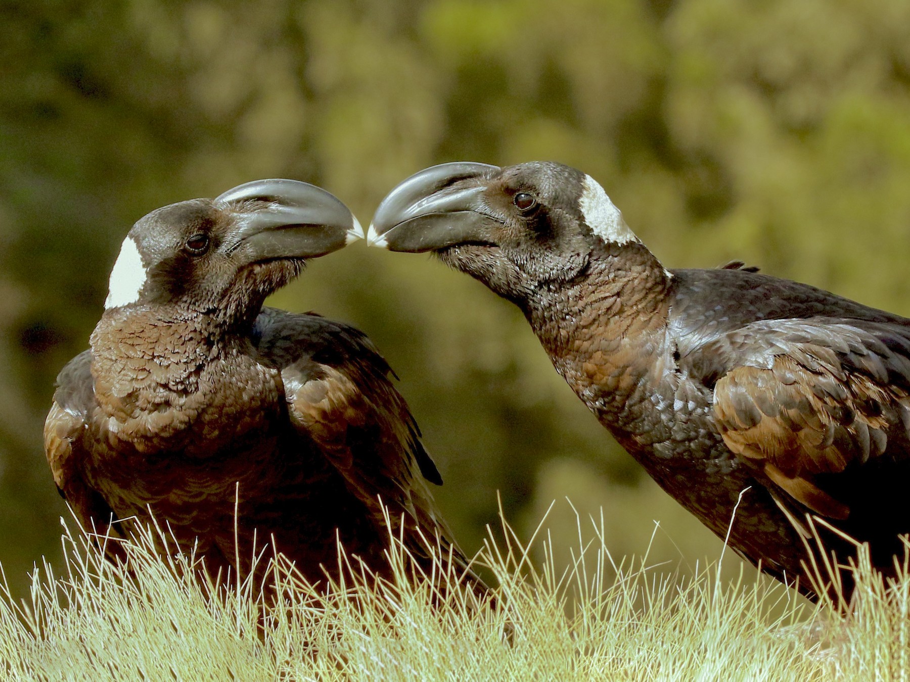 Thick-billed Raven - Adam Dudley