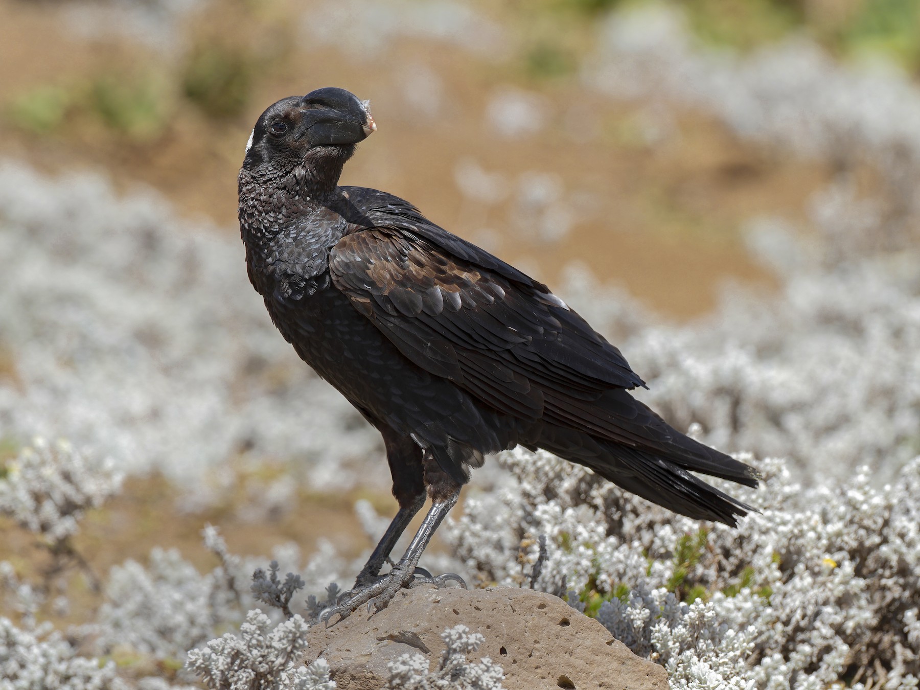 Thick-billed Raven - Marco Valentini