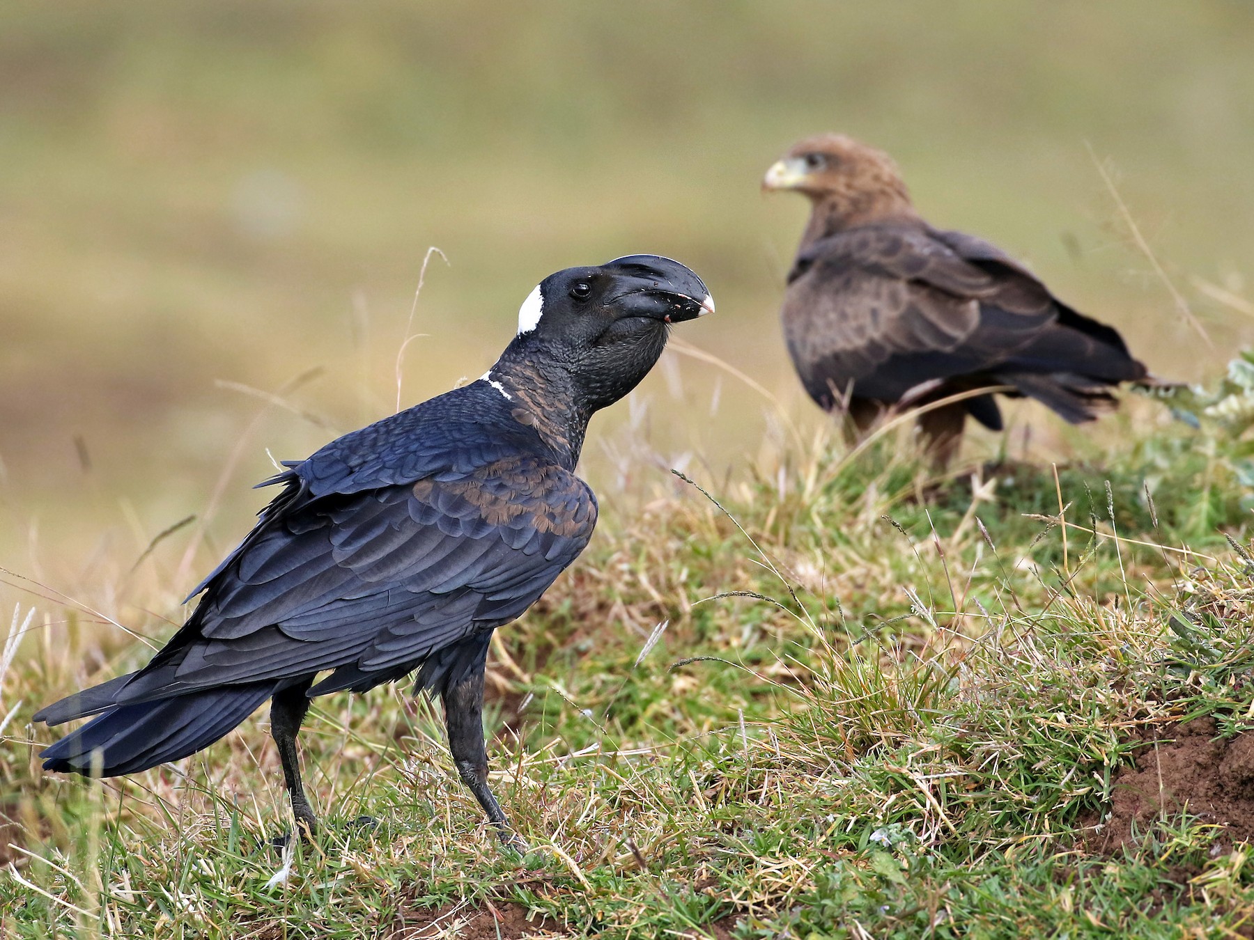 Thick Billed Raven Ebird 