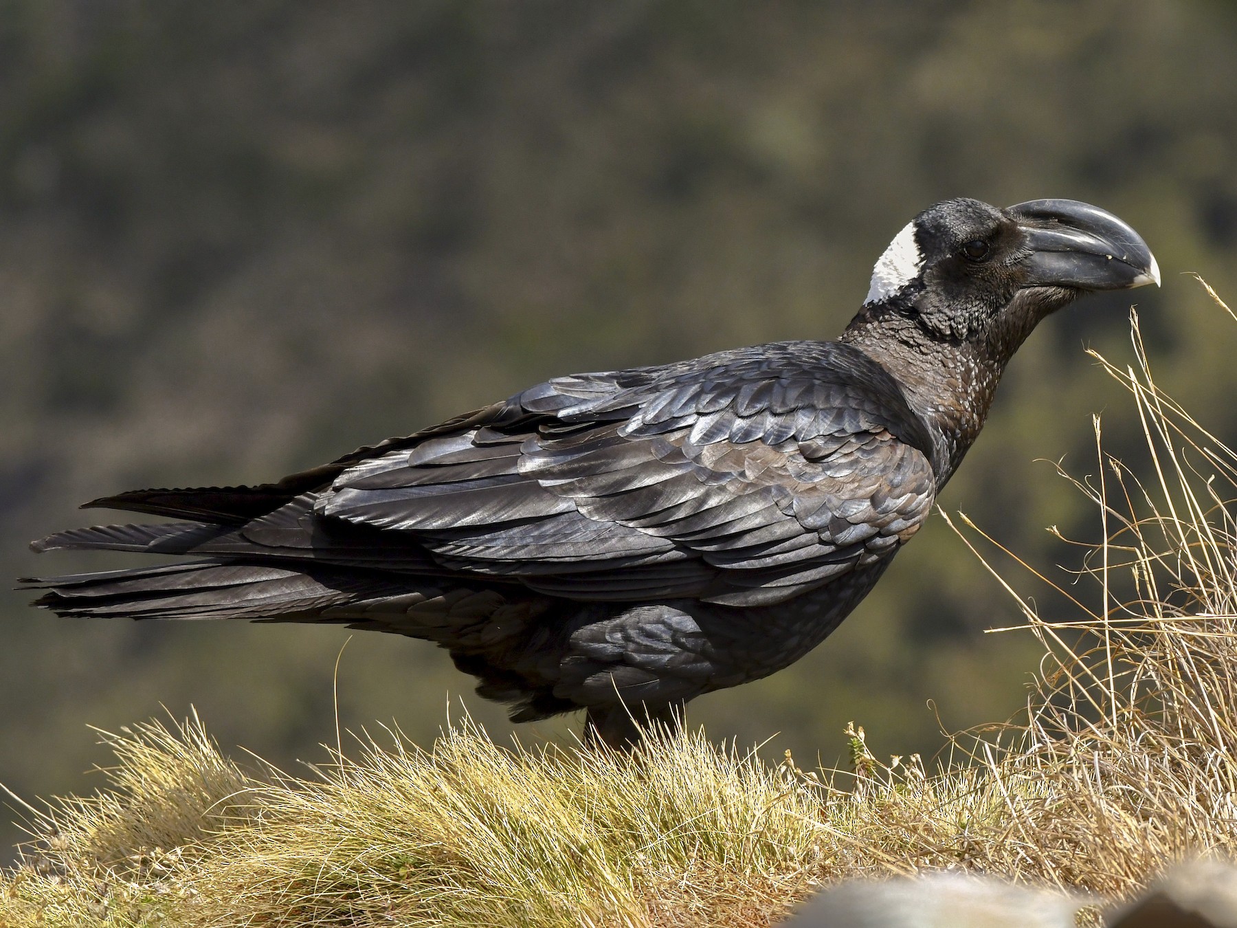 Thick-billed Raven - Adam Dudley