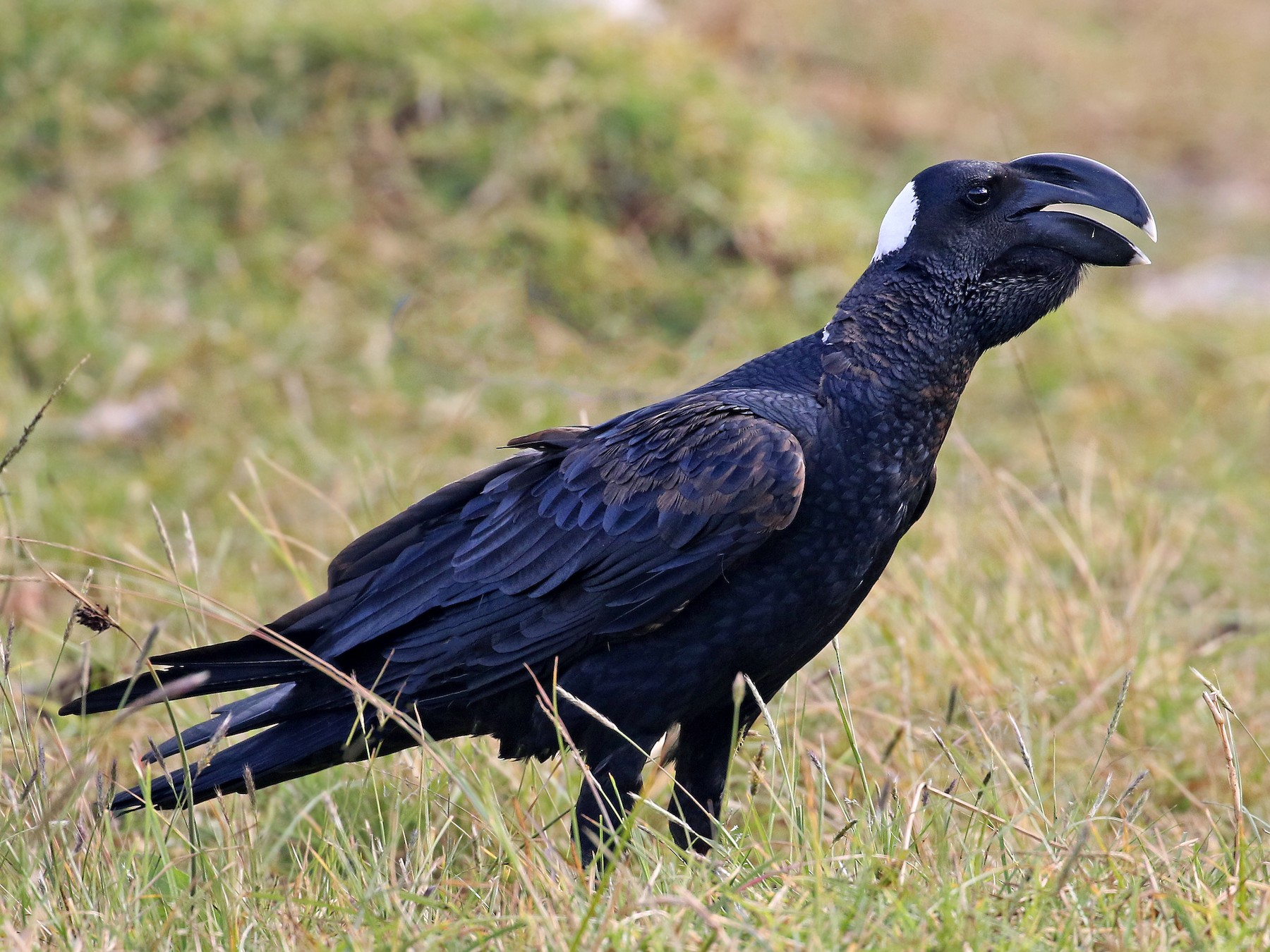 Thick-billed Raven - Andrew Spencer