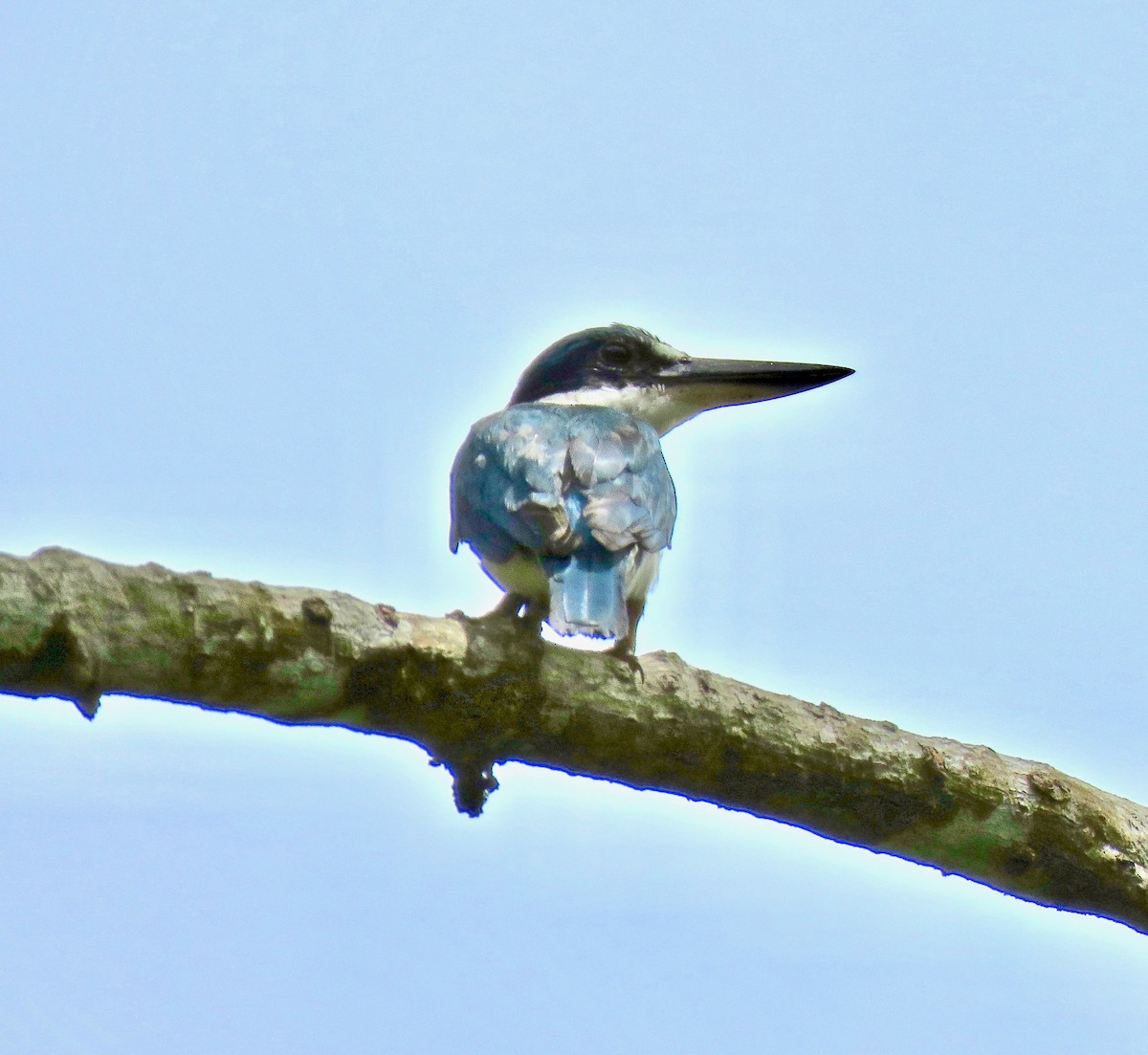 Collared Kingfisher - Larry Moore