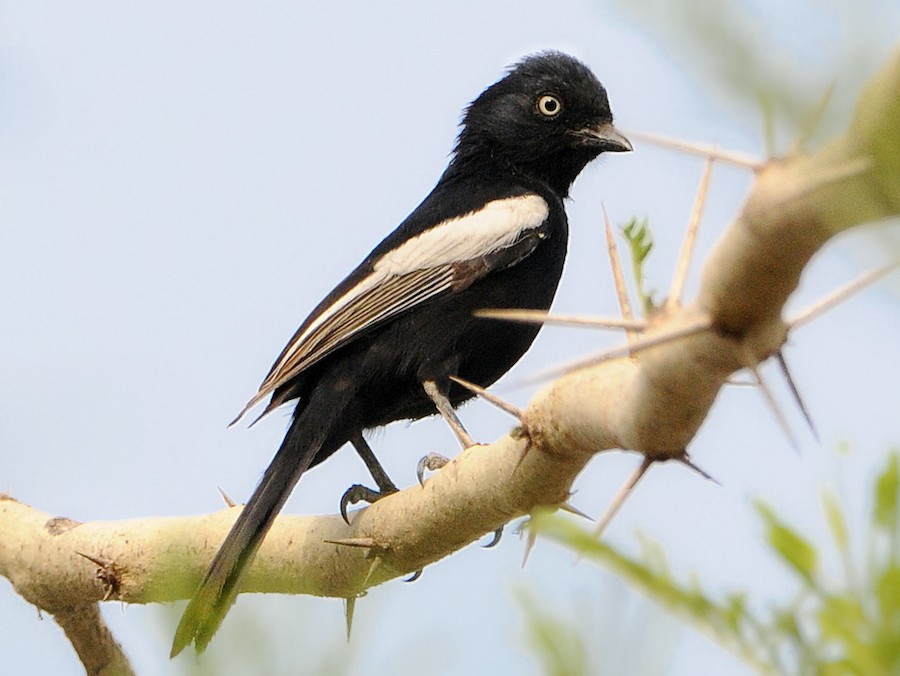 White Shouldered Black Tit Ebird 
