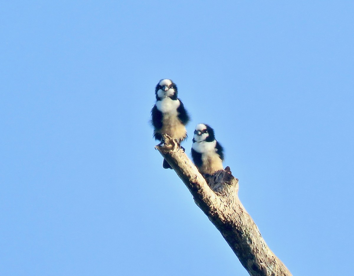 White-fronted Falconet - ML246076121