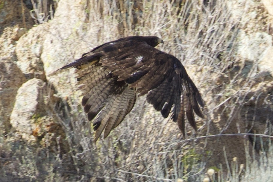 Zone-tailed Hawk - Mike Sanders