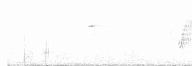 Western Flycatcher (Pacific-slope) - ML246080281
