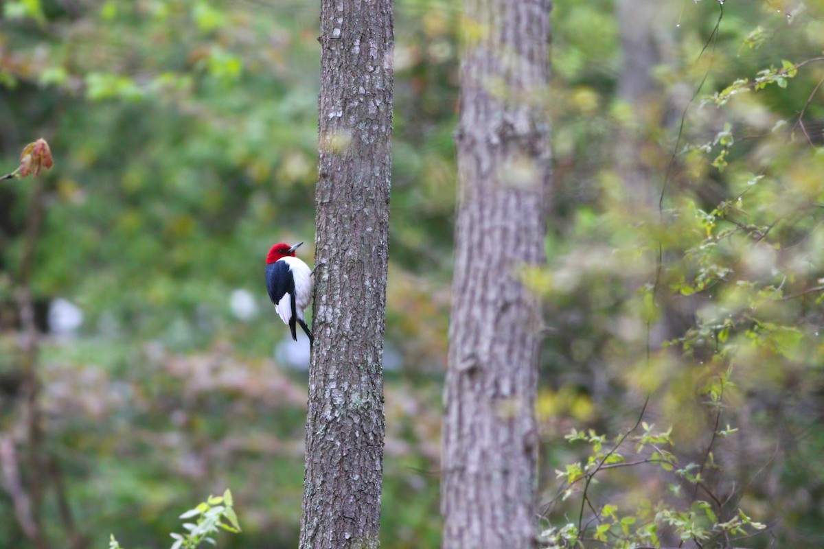 Red-headed Woodpecker - ML246084671