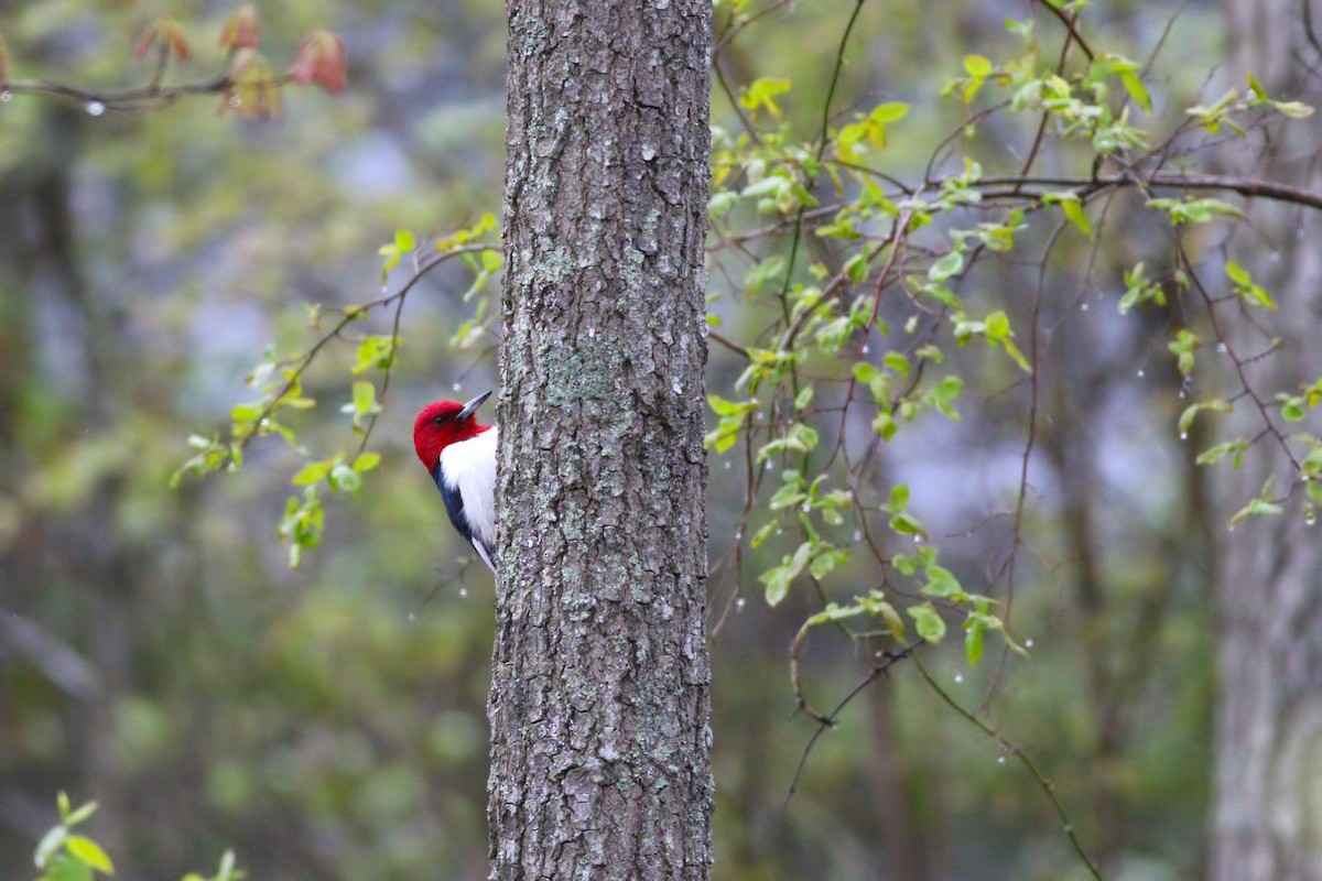 Red-headed Woodpecker - ML246084771