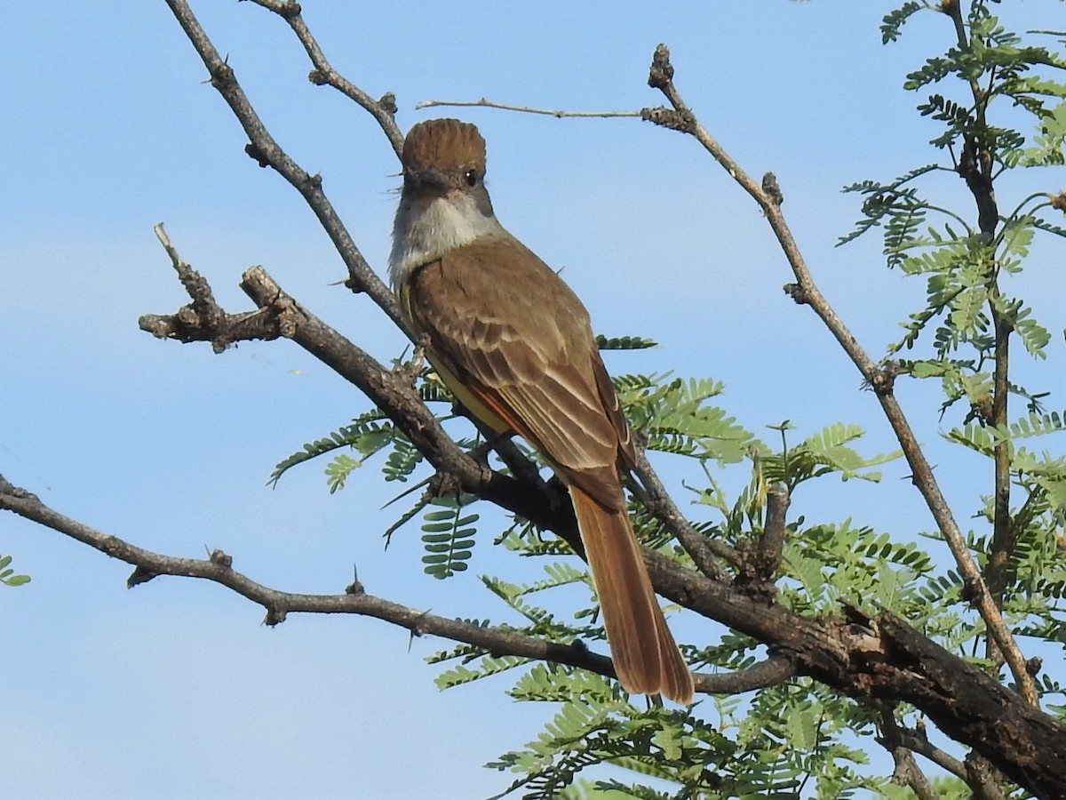 Brown-crested Flycatcher - ML246090471