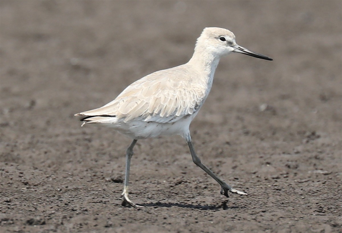 Willet - Ron Hess