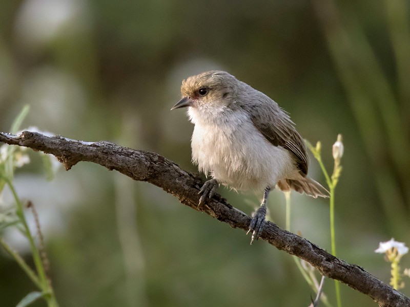 ネズミアフリカツリスガラ Ebird