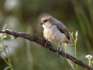 ネズミアフリカツリスガラ - eBird