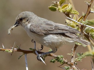 ネズミアフリカツリスガラ - eBird