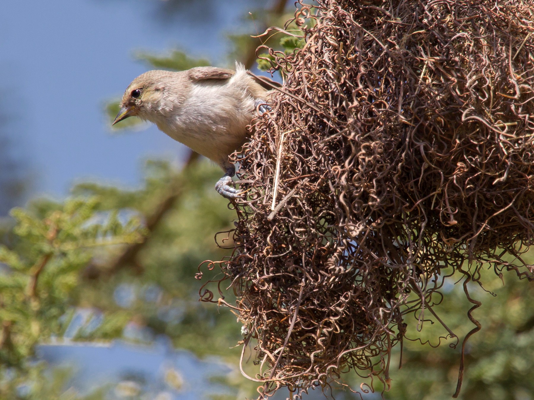 ネズミアフリカツリスガラ Ebird